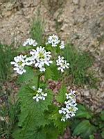 Alliaire officinale - Alliaria petiolata (3)